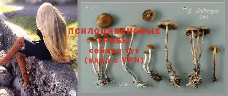 Псилоцибиновые грибы Psilocybine cubensis  маркетплейс телеграм  Вольск 